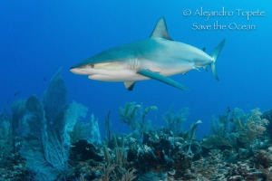 Great Reef Shark, San Pedro Belize by Alejandro Topete 
